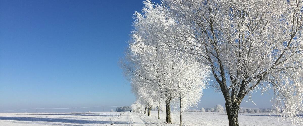 A snow-covered path with trees on the right.