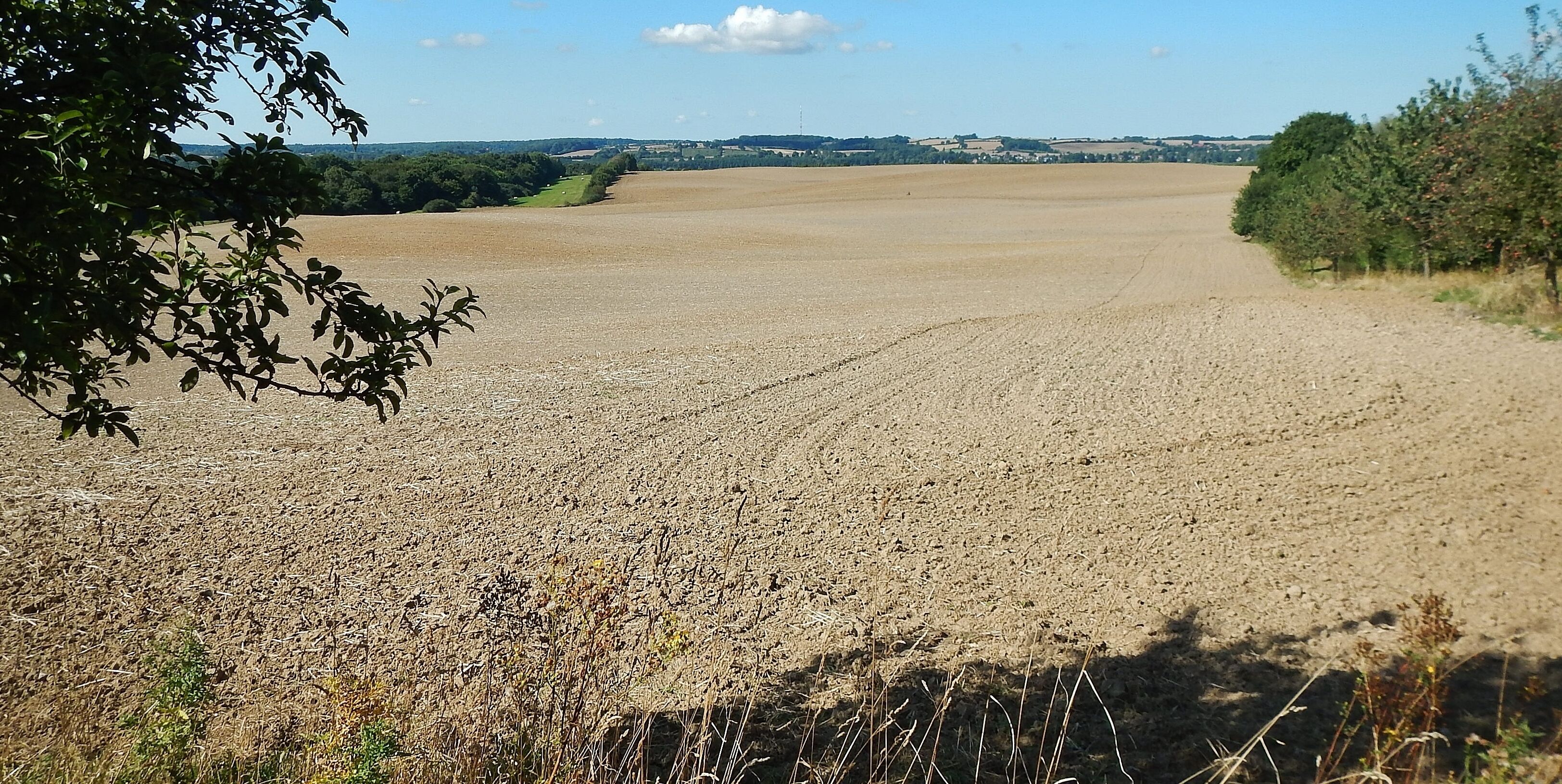 A vast, open field with a dirt path leading through it, surrounded by trees and distant hills.