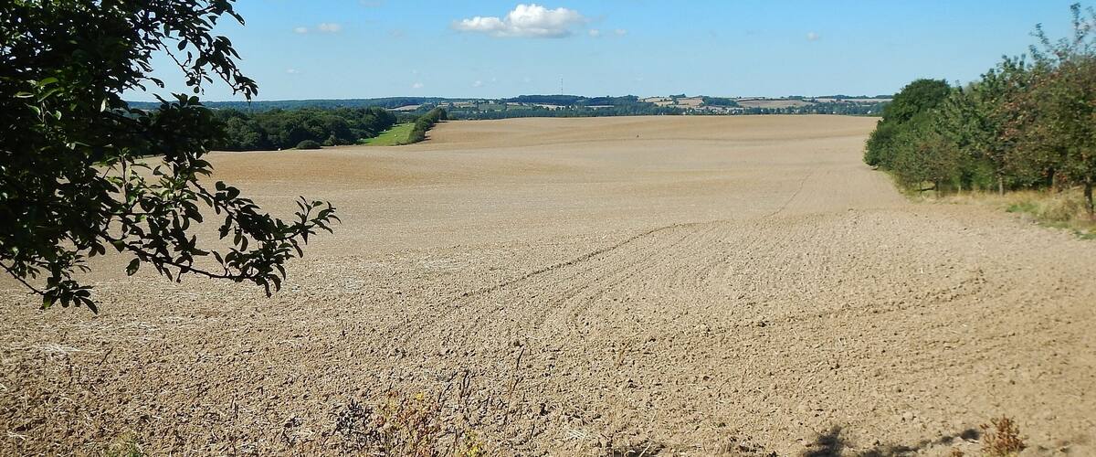 A vast, open field with a dirt path leading through it, surrounded by trees and distant hills.