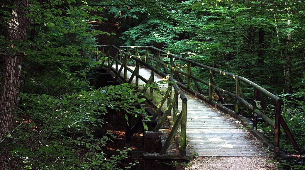 Riegelsberg, trail in the Fronwald