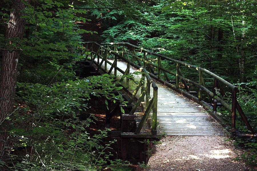 Un puente de madera en un bosque.