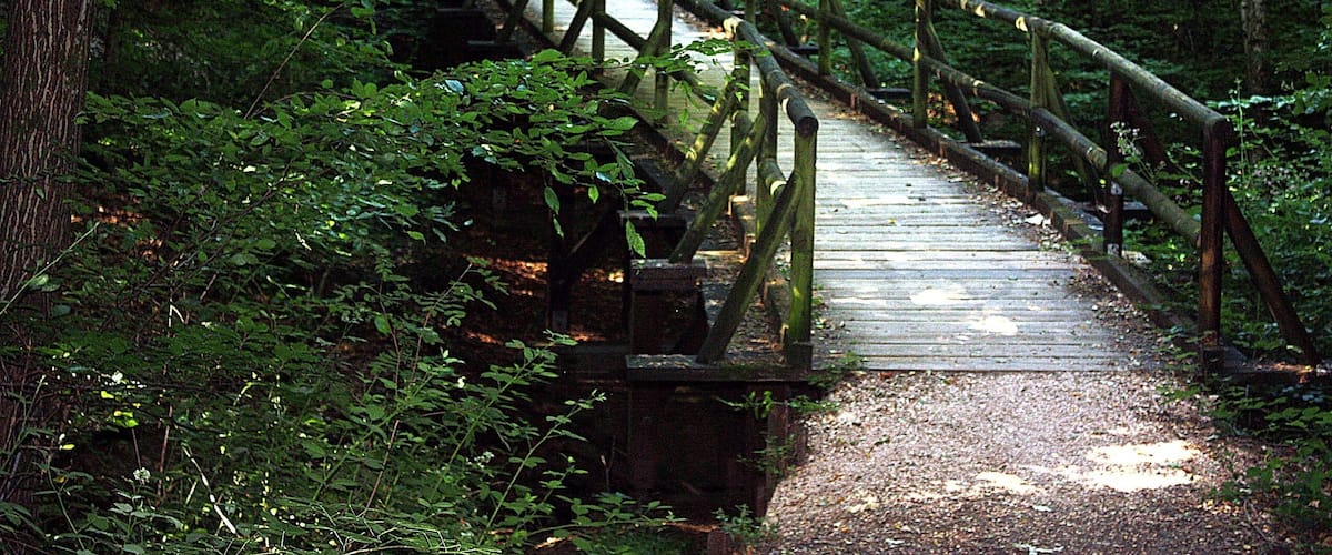 A wooden bridge in a forest.