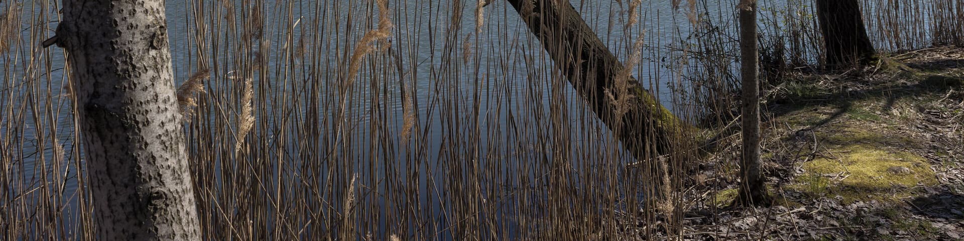 Bioshärenreservat Oberlausitzer Heide- und Teichlandschaft Guttauer Teiche - Guttau - Sachsen