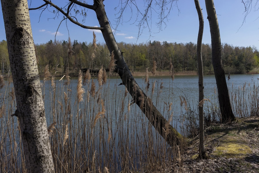 Un lago rodeado de árboles y pastos altos.