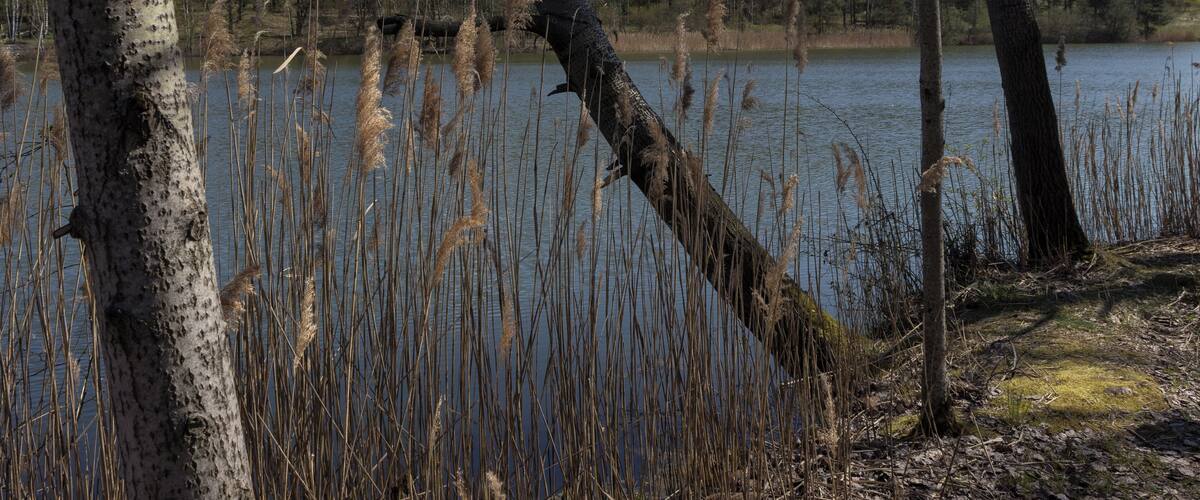 A lake surrounded by trees and tall grasses.