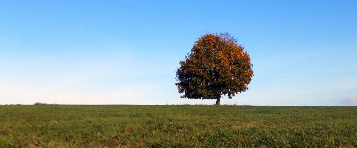 A single tree in a field with a clear blue sky.