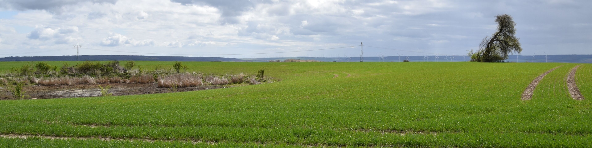 Heidenteich und Heidenteichlinde bei Holdenstedt Flächennaturdenkmal FND0004SGH und Naturdenkmal ND0029SGH
