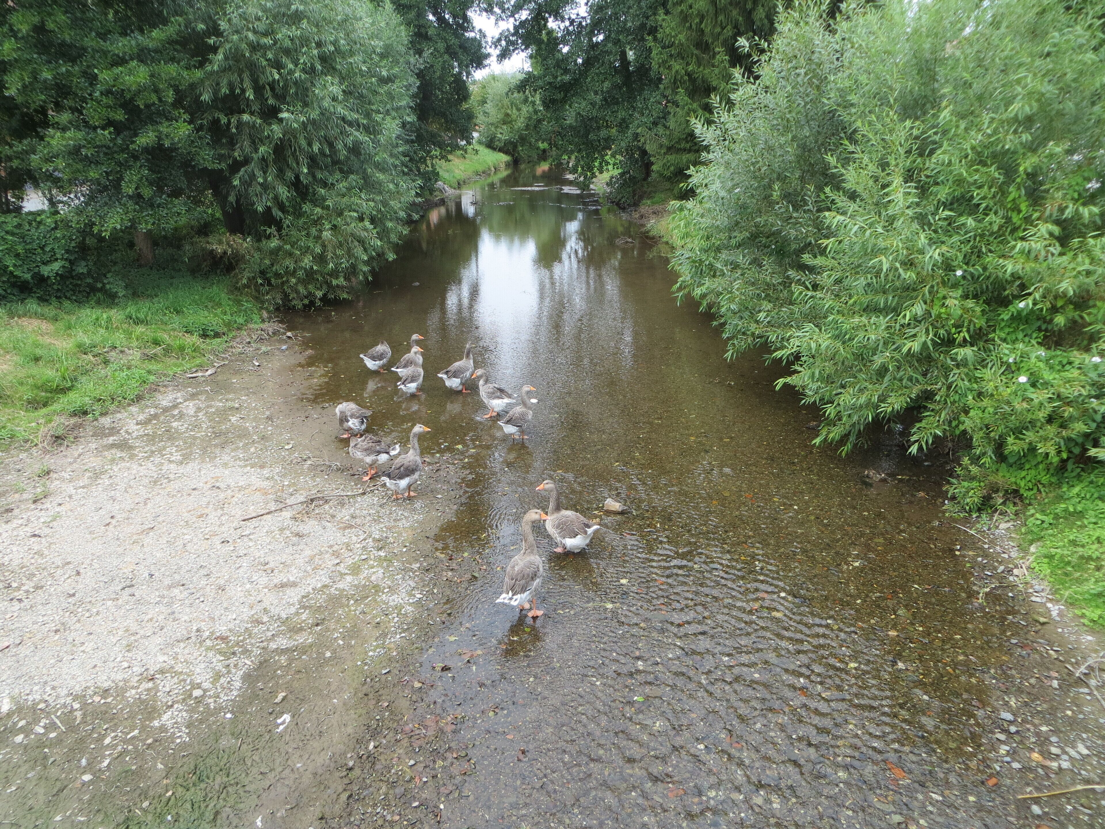 Die Thyra in Berga, Blick von der Steinbrücke auf Hausgänse