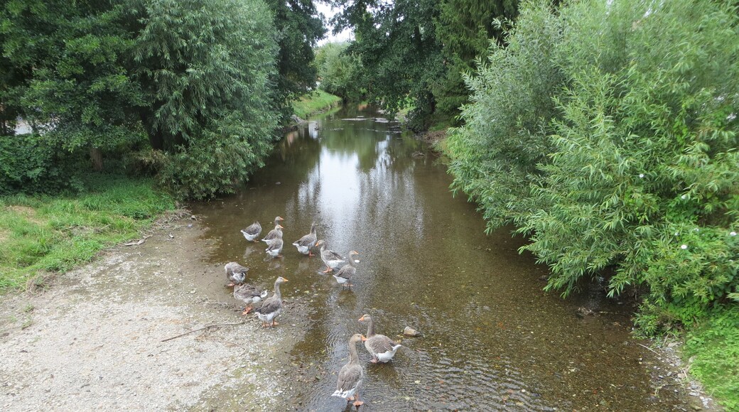 Die Thyra in Berga, Blick von der Steinbrücke auf Hausgänse