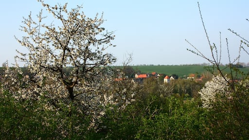 ein Paar Häuser und die Kirche Zabenstedts hinter den Bäumen am Tuffsteinbruch