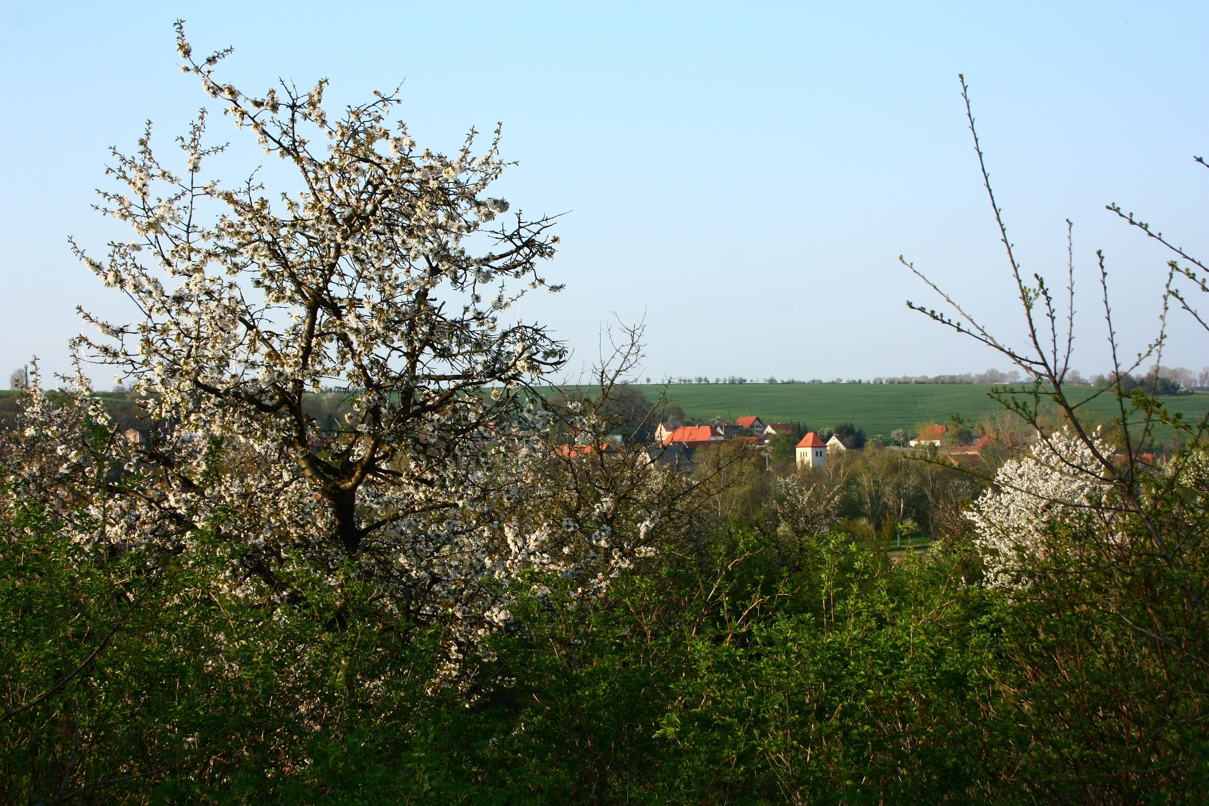 A tree with white blossoms in a rural landscape with houses in the background.
