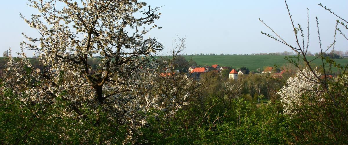 A tree with white blossoms in a rural landscape with houses in the background.