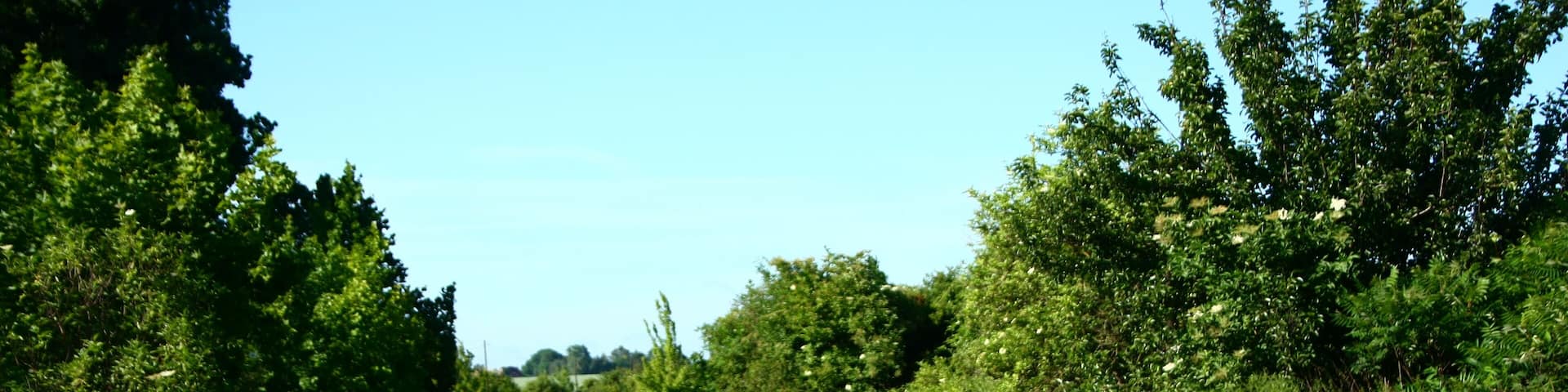 die Bahnsteige vom Bahnhof Siersleben (stillgelegt 1993)