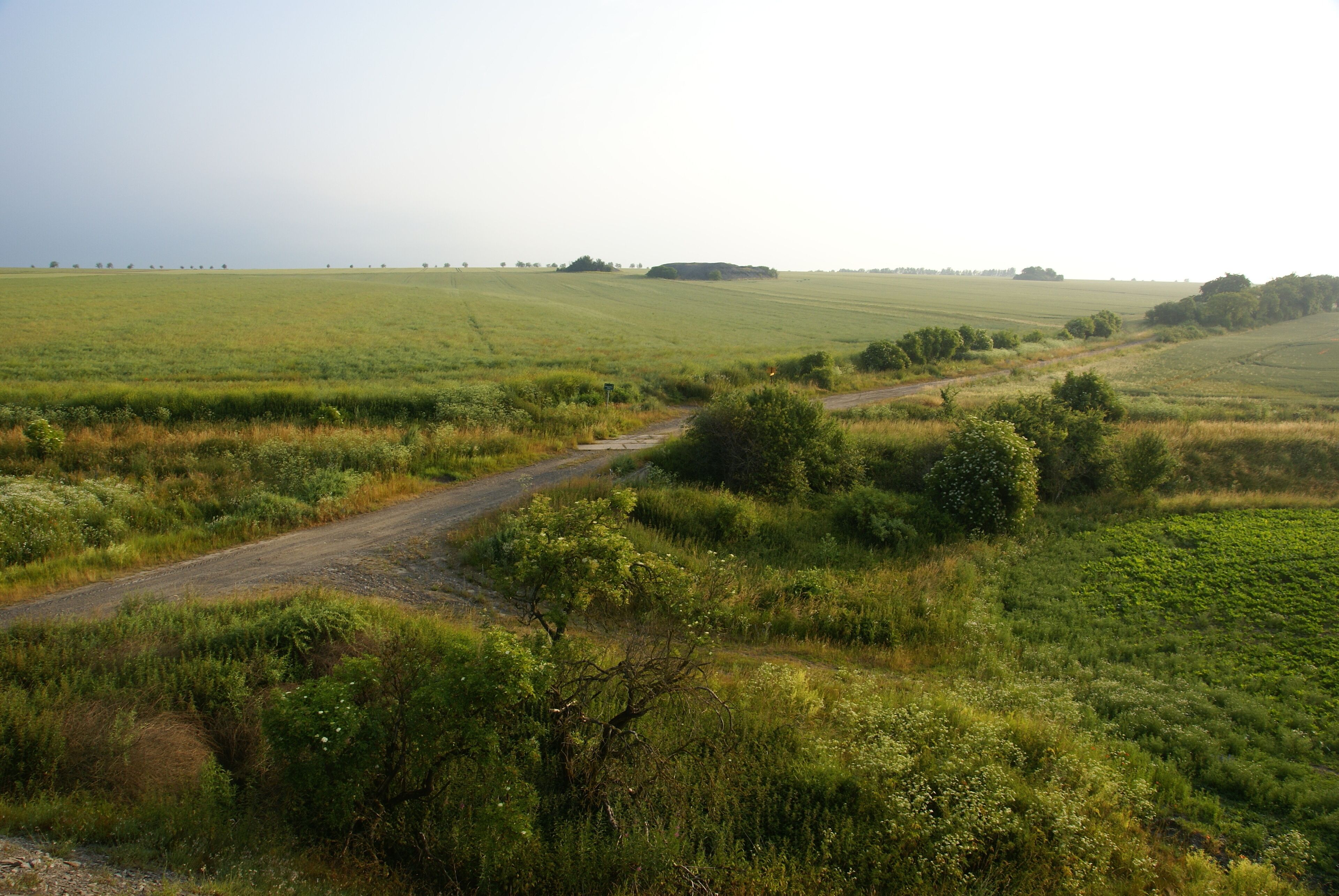 Blick auf den Ort, an dem Nisseldorf gestanden hat. Hier kreuzen die Gleise der Halle-Hettstedter Eisenbahn einen Feldweg