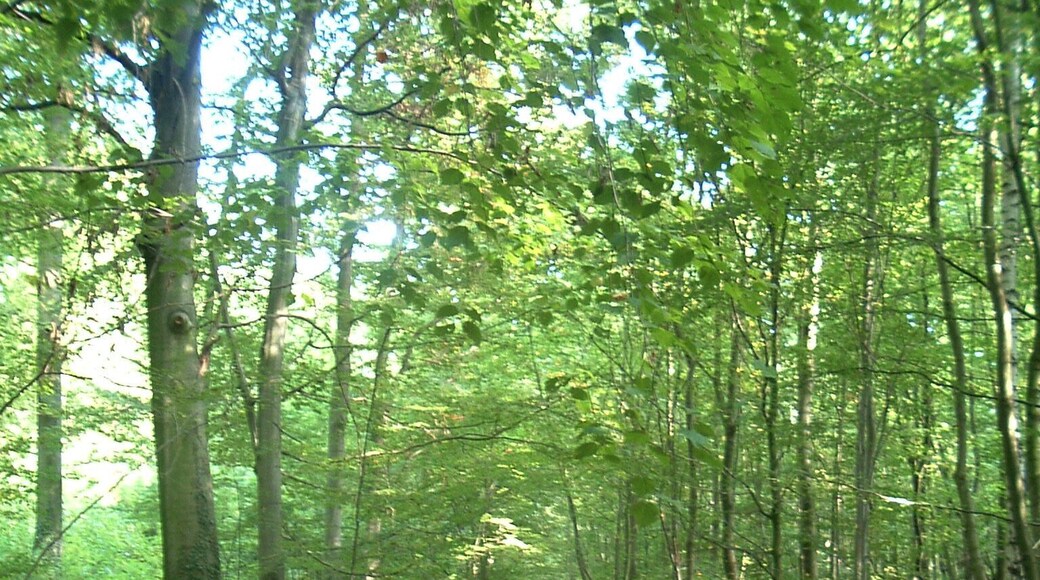 Harbke Forst Schlosspark nach Marienborn