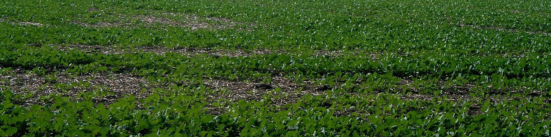 Schlosspark zum Bärengrund Blick nach Harbke