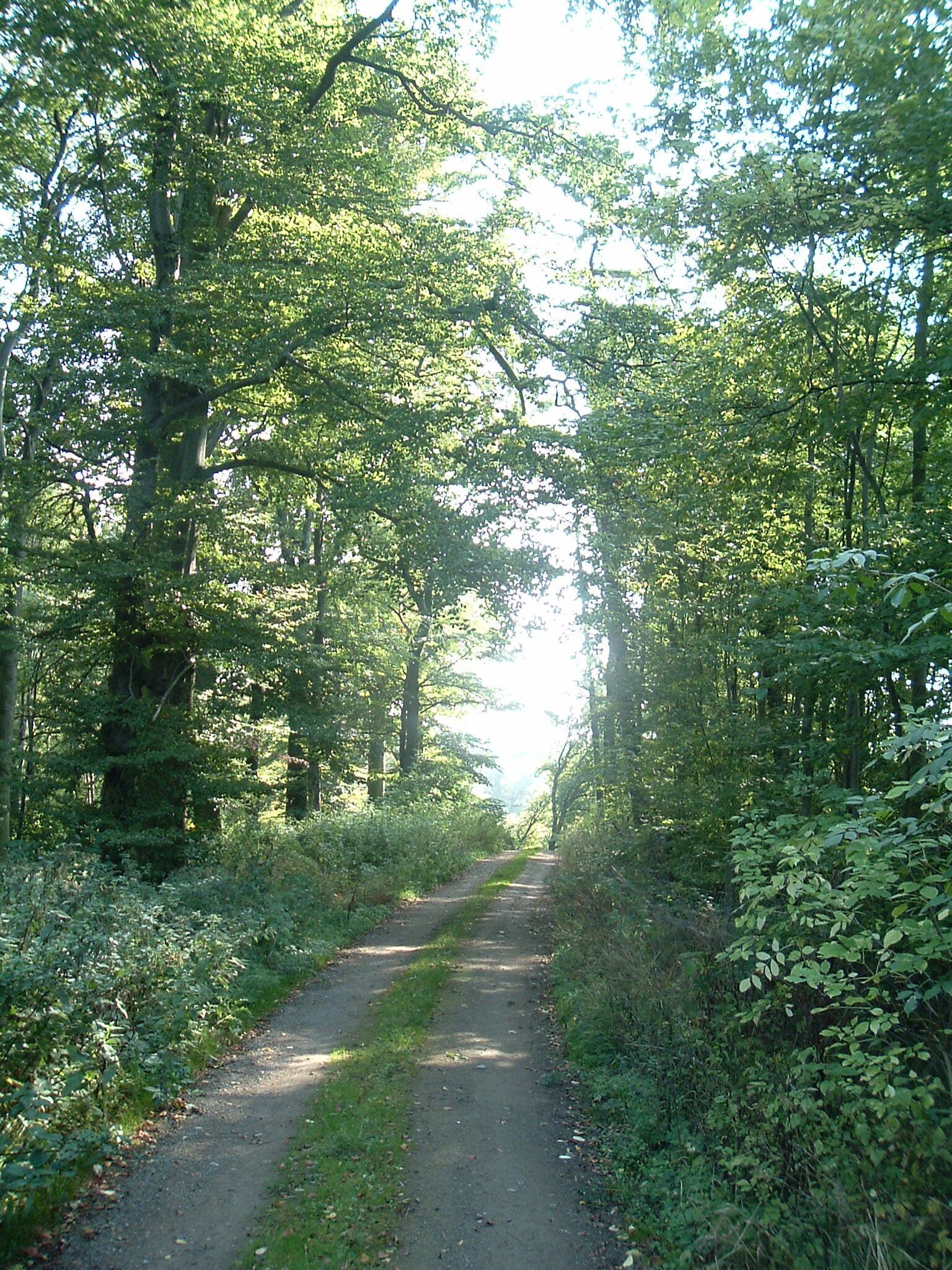 Harbke Forst Im Bärengrund