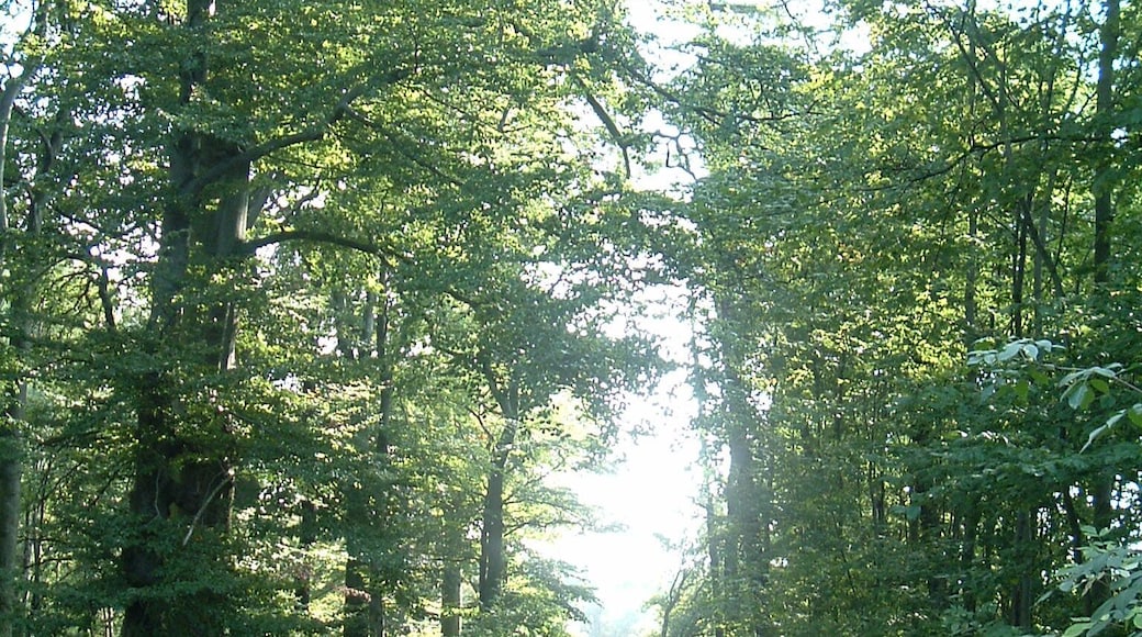 Harbke Forst Im Bärengrund