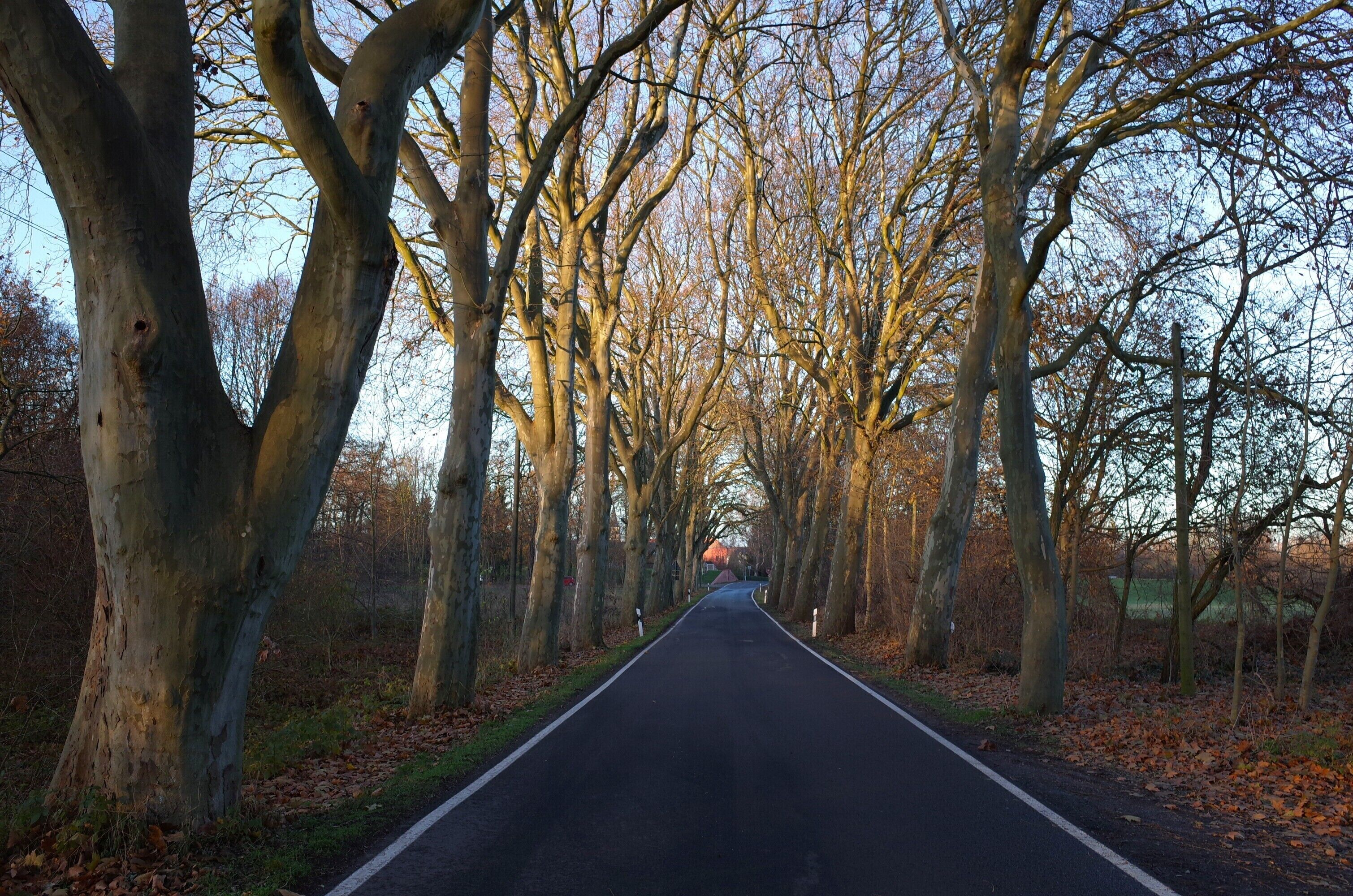 Raguhn-Jeßnitz, Ortsteil Raguhn, Platanenallee