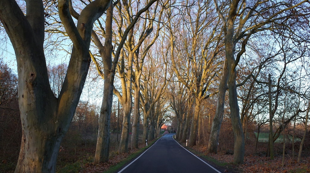 Raguhn-JeĂnitz, Ortsteil Raguhn, Platanenallee