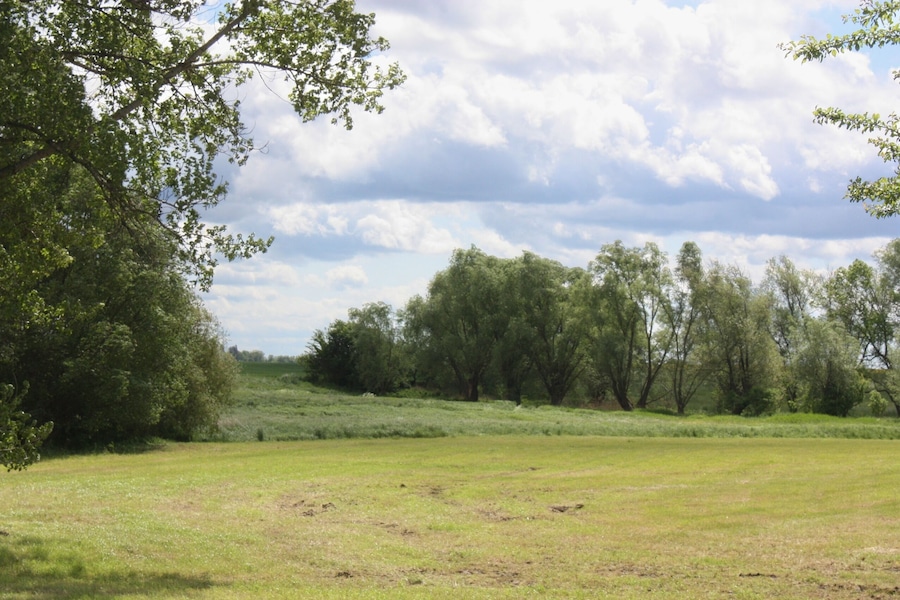 A grassy field with trees and a cloudy sky.