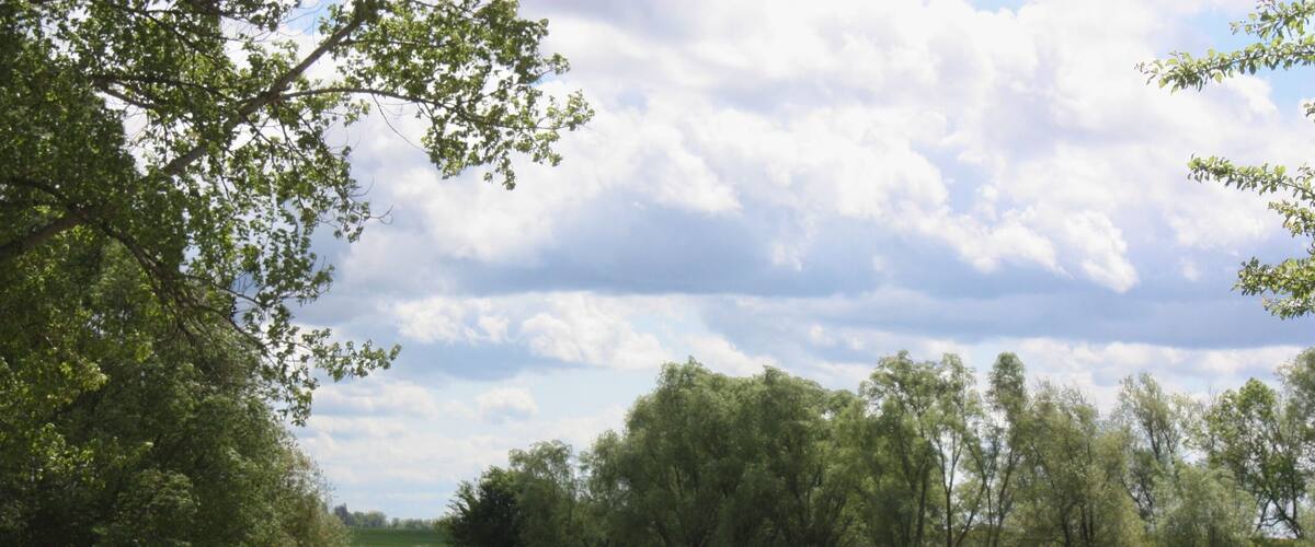 A grassy field with trees and a cloudy sky.