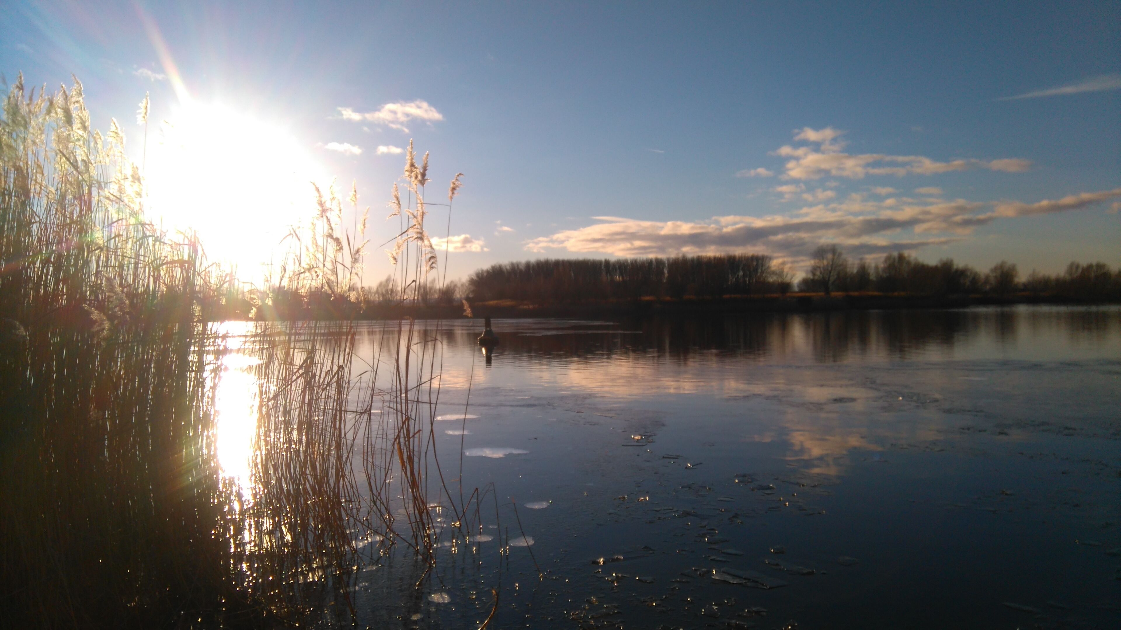 A calm lake with reeds in the foreground and a clear sky.
