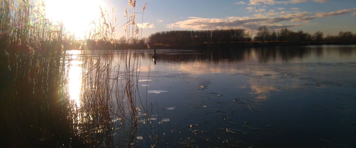 A calm lake with reeds in the foreground and a clear sky.