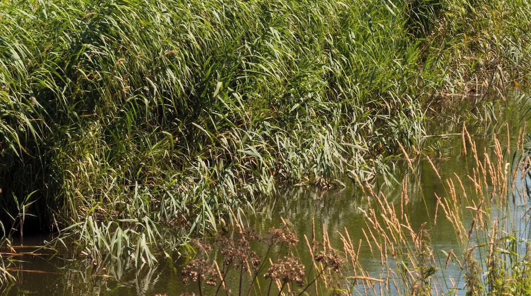 Die Lindau in Boren, kurz vor ihrer MĂŒndung in das Lindauer Noor.