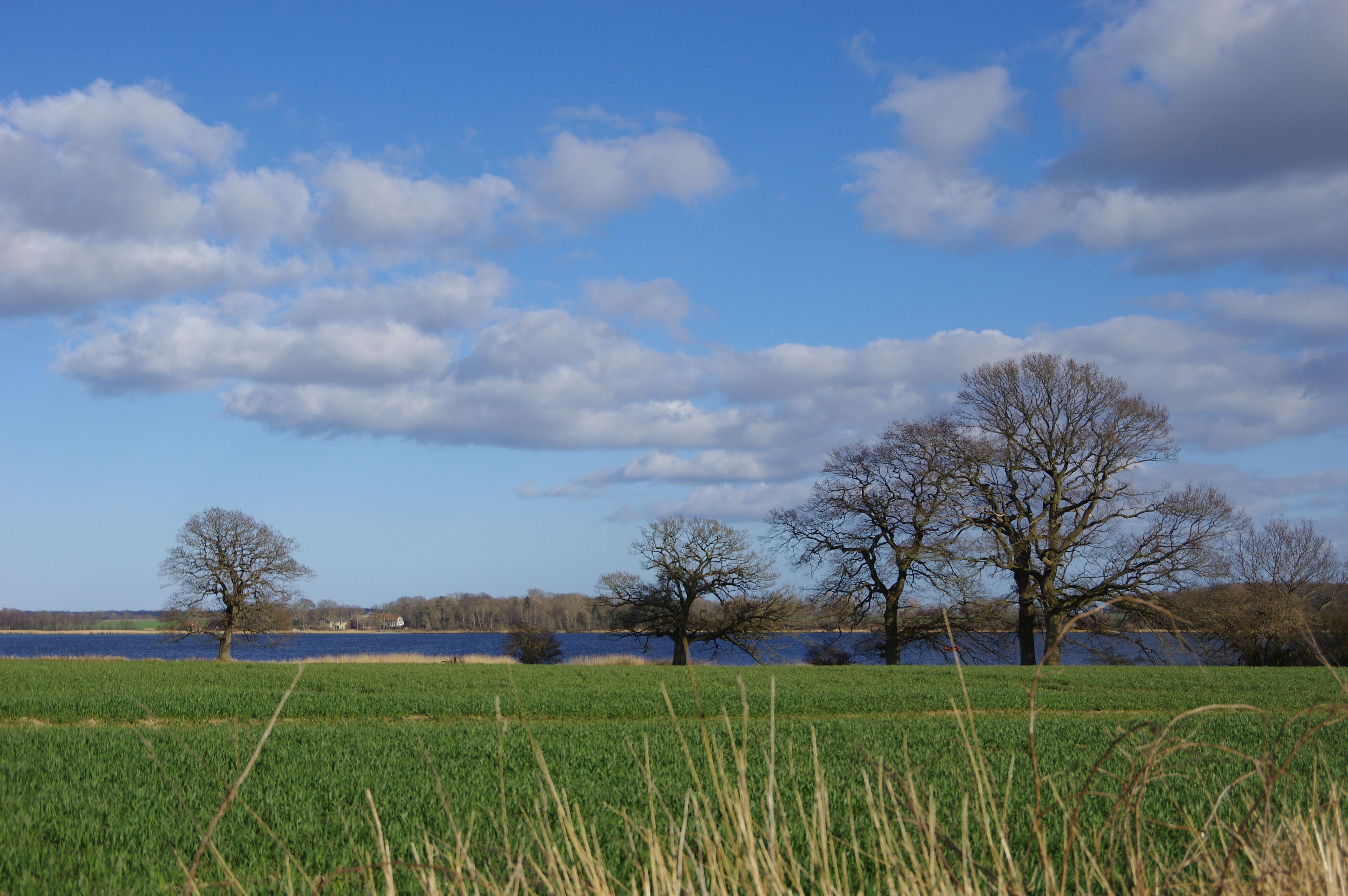 A field with tall grass in the foreground, a body of water in the middle ground, and leafless trees in the background under a partly cloudy sky.
