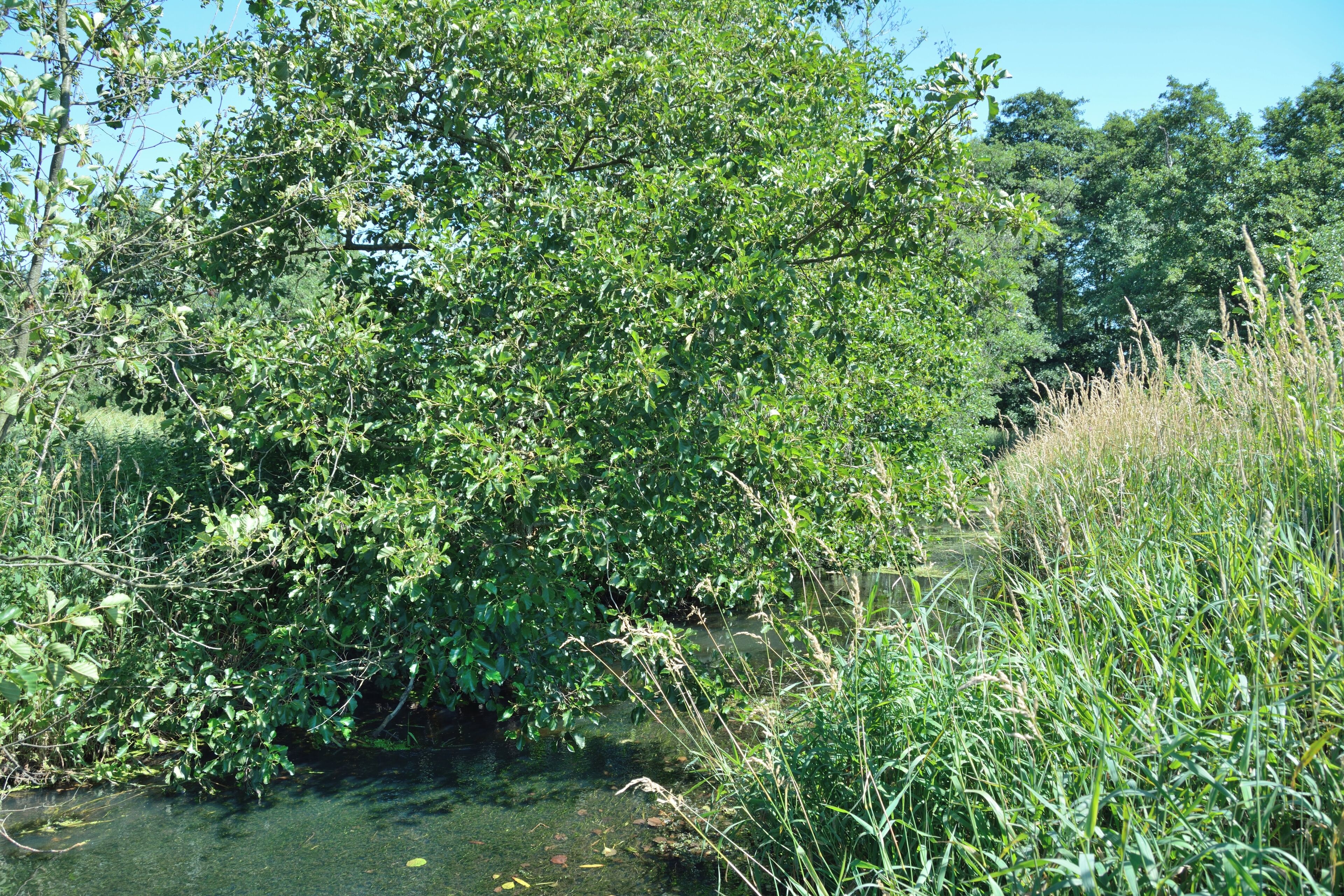 Bovenau, Naturerlebnisraum Wakendorfer Mühle