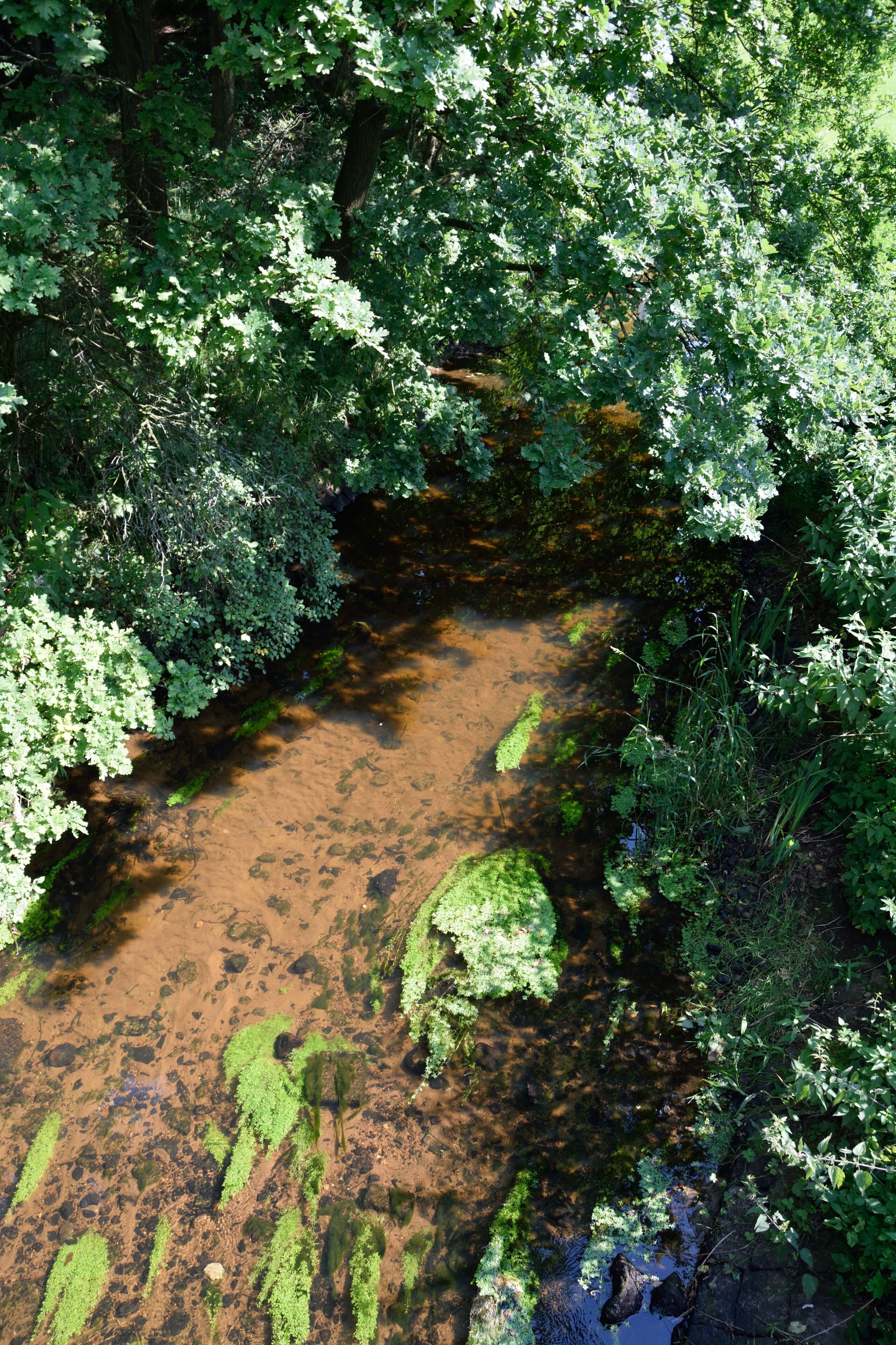 A stream surrounded by dense green foliage.