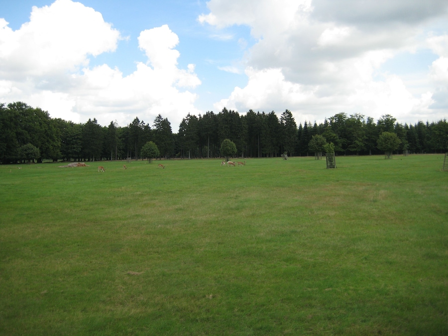 A grassy field with trees and a clear sky.