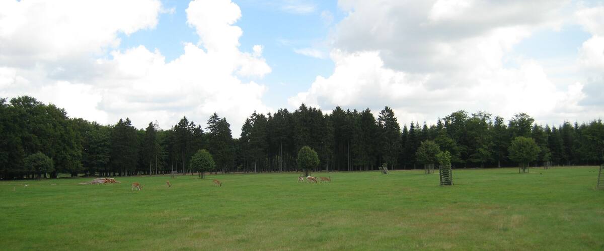 A grassy field with trees and a clear sky.