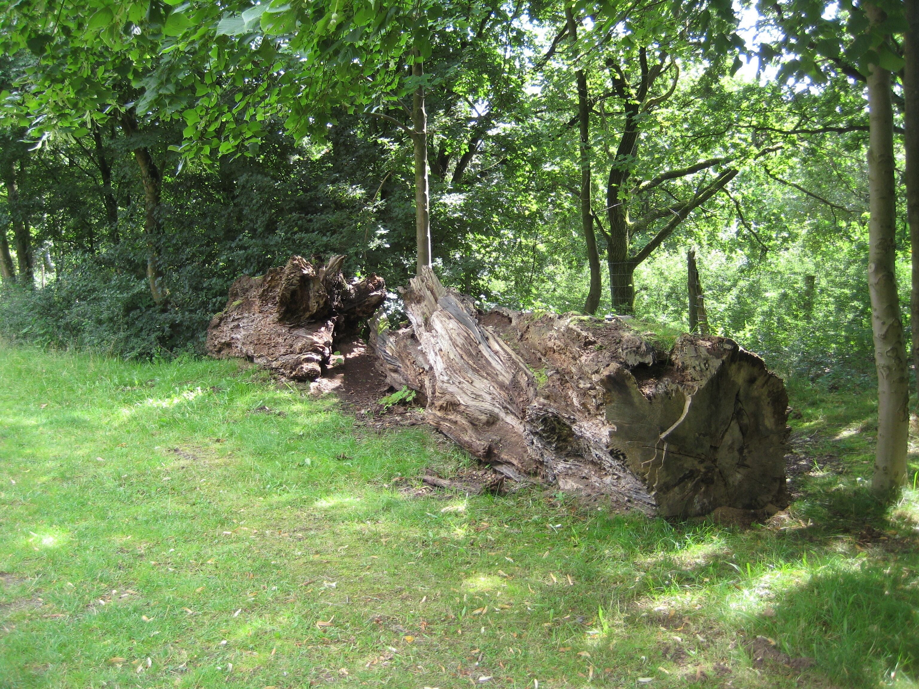 Erlebniswald Trappenkamp