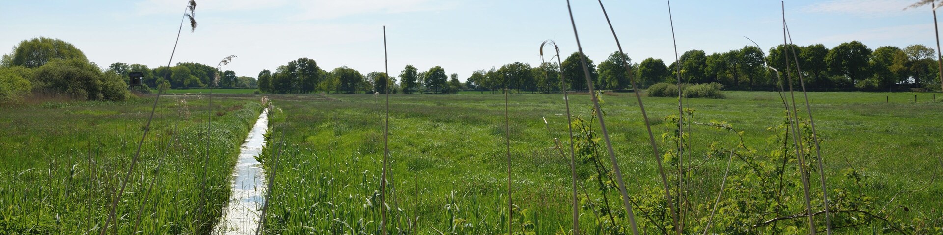 A narrow water channel in a lush green field with tall grasses and trees in the background.