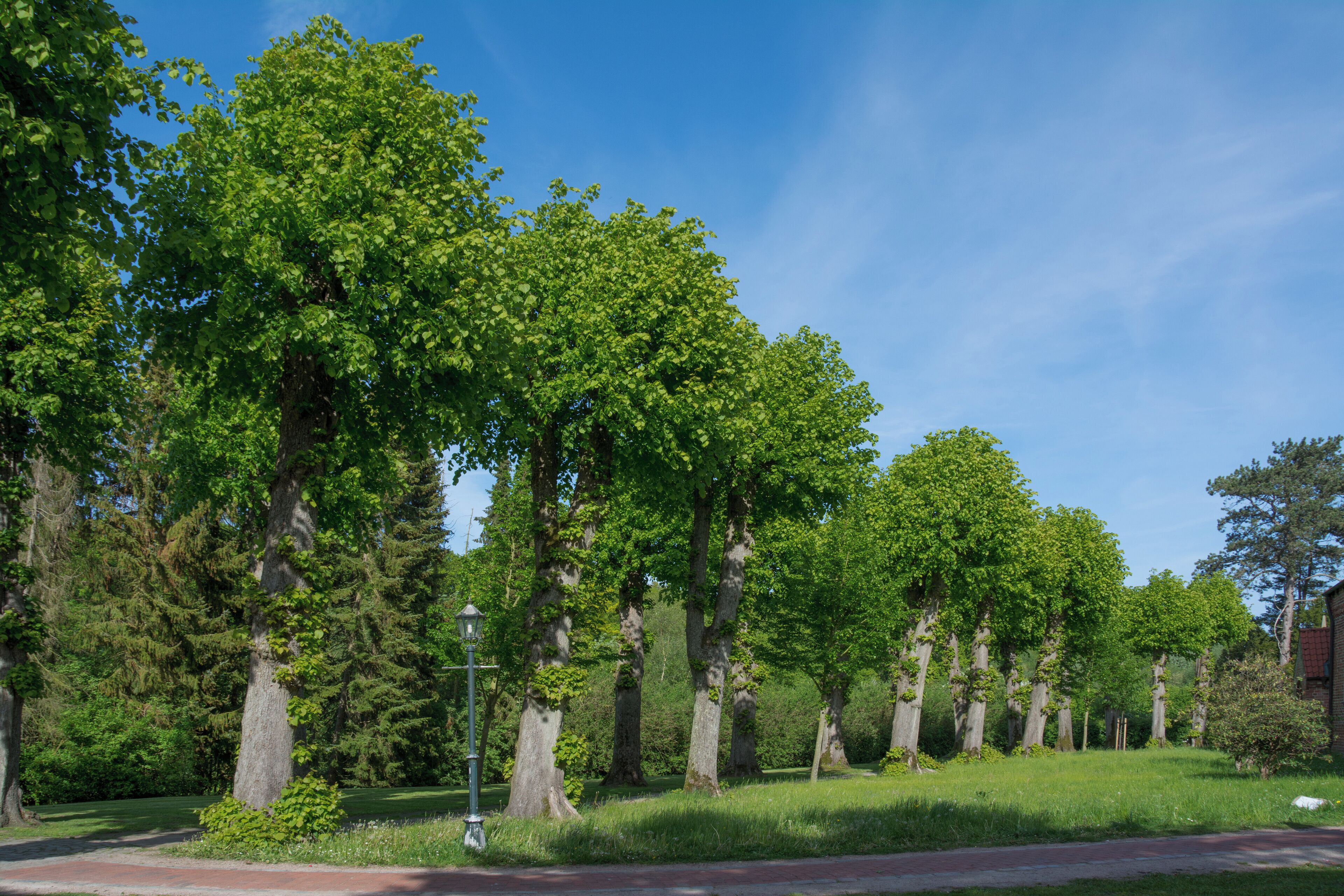Naturdenkmal im Kreis Pinneberg 21 Sommerlinden, Haseldorf, Weg an der Kirche Haseldorf