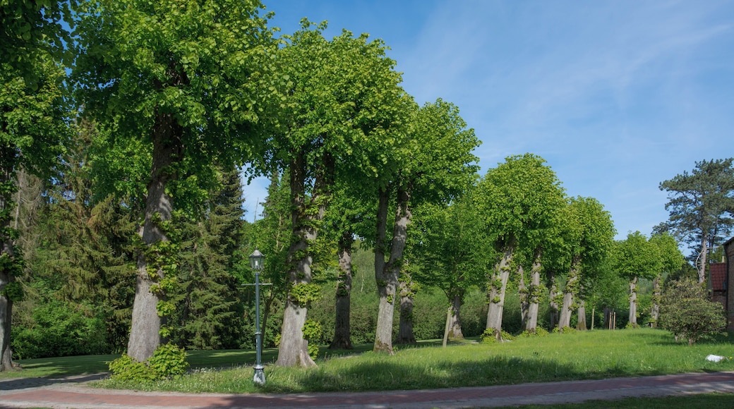 Naturdenkmal im Kreis Pinneberg 21 Sommerlinden, Haseldorf, Weg an der Kirche Haseldorf