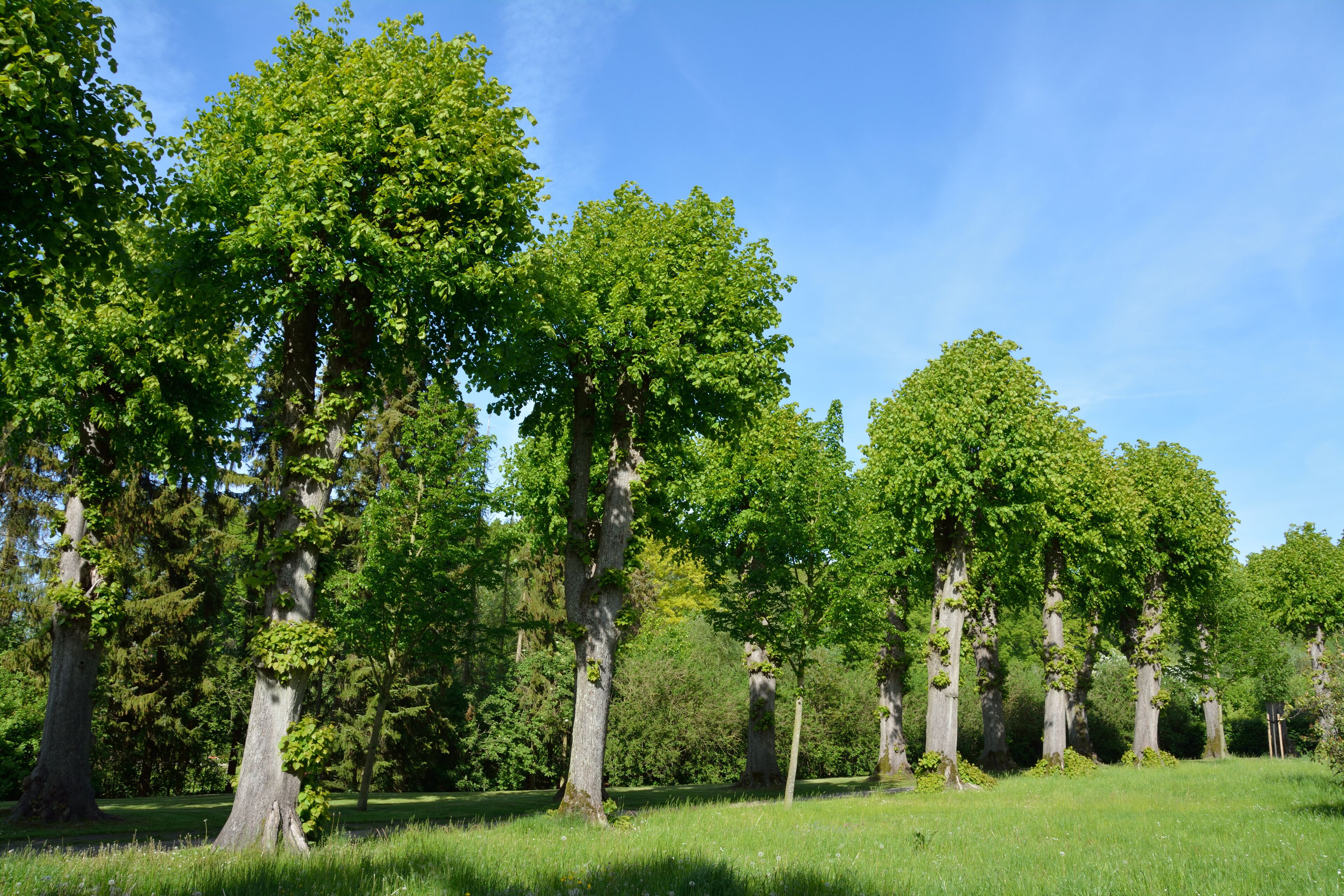 Naturdenkmal im Kreis Pinneberg 21 Sommerlinden, Haseldorf, Weg an der Kirche Haseldorf