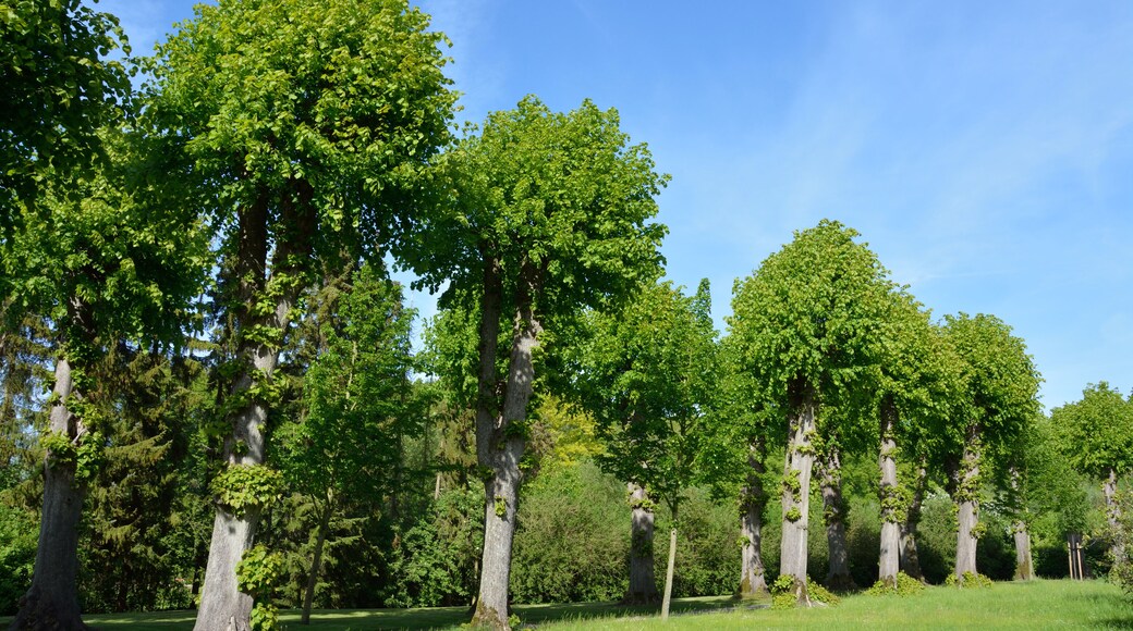 Naturdenkmal im Kreis Pinneberg 21 Sommerlinden, Haseldorf, Weg an der Kirche Haseldorf