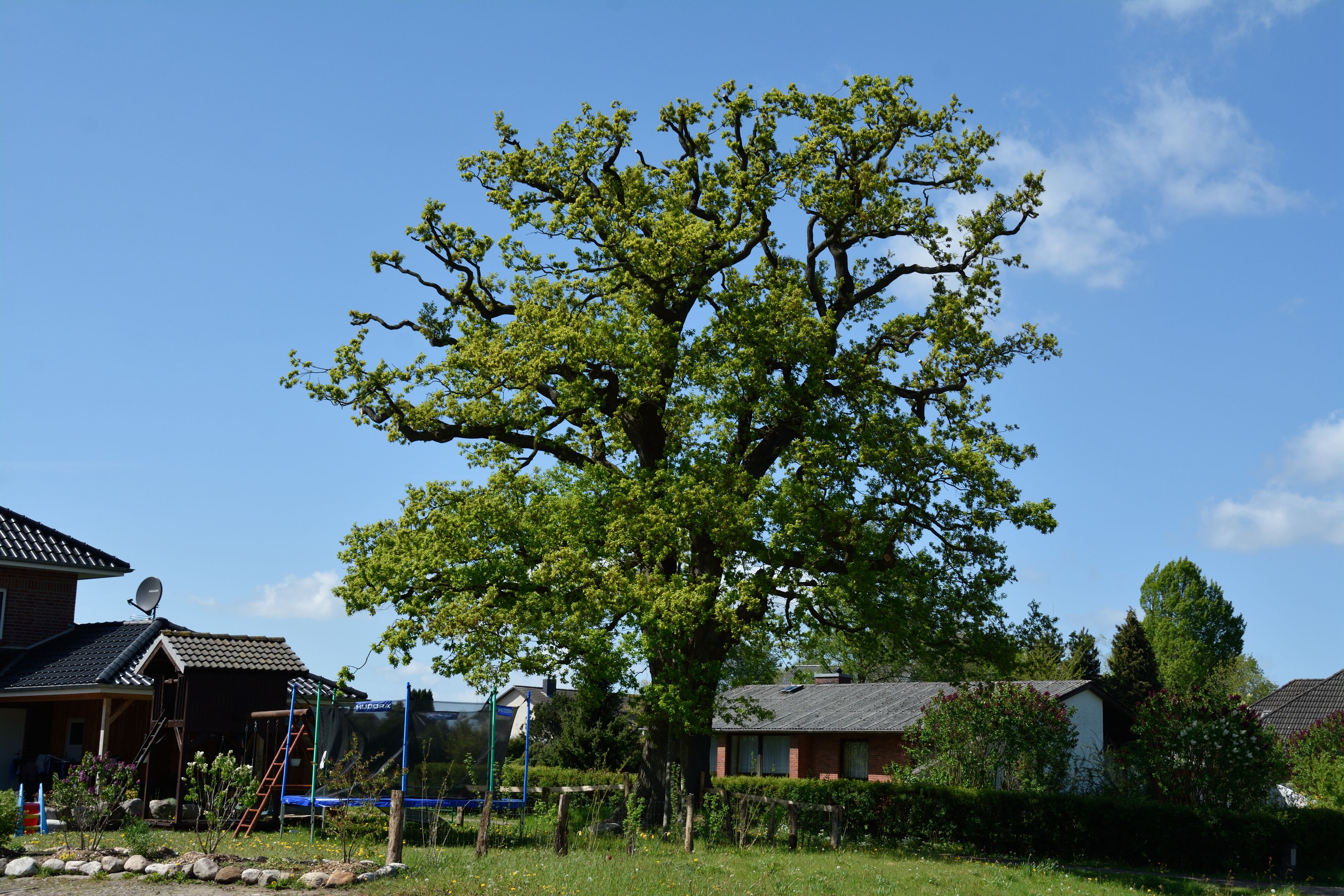 A large tree in a residential area with houses and a clear blue sky.