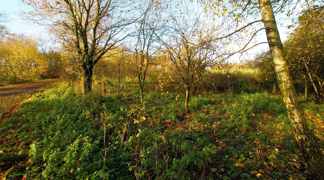 Kisdorf, Germany: The marsh where the river Wischbek springs