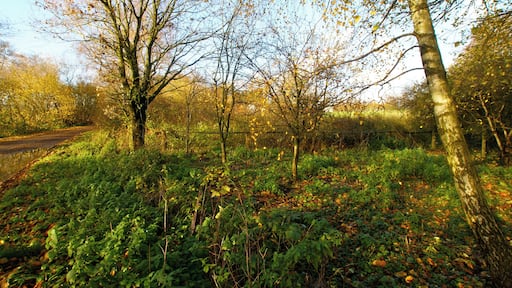 Kisdorf, Germany: The marsh where the river Wischbek springs