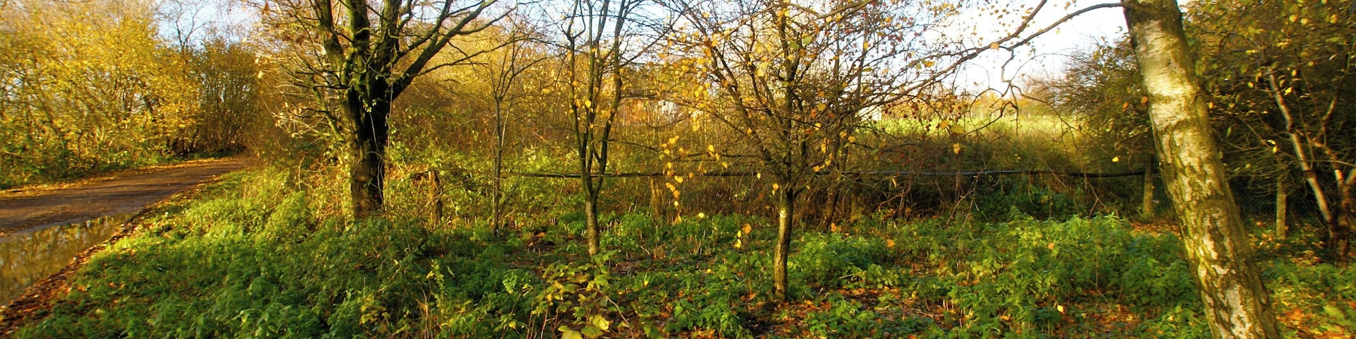 Kisdorf, Germany: The marsh where the river Wischbek springs