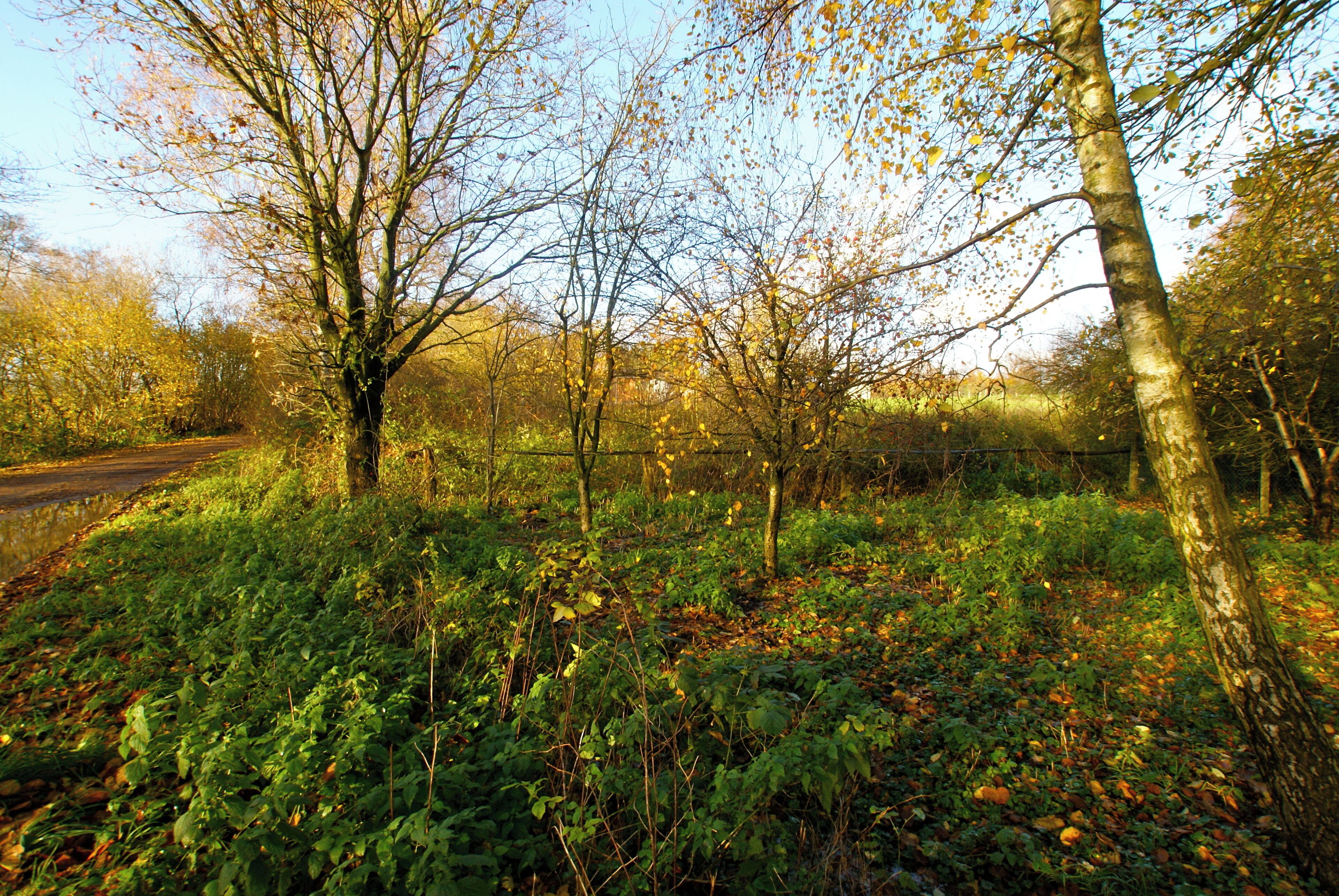A forested area with a dirt path and leaf-covered ground.