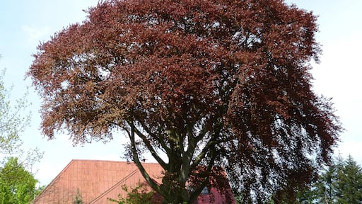 Das Bild zeigt ein Naturdenkmal im Kreis Segeberg. Der Baum, eine Blutbuche (Fagus sylvatica 'Purpurea'), steht in Leezen.