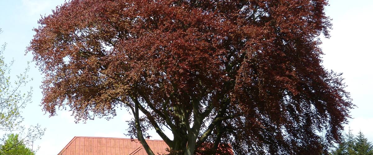 A large tree with reddish leaves in front of a building with a red roof.