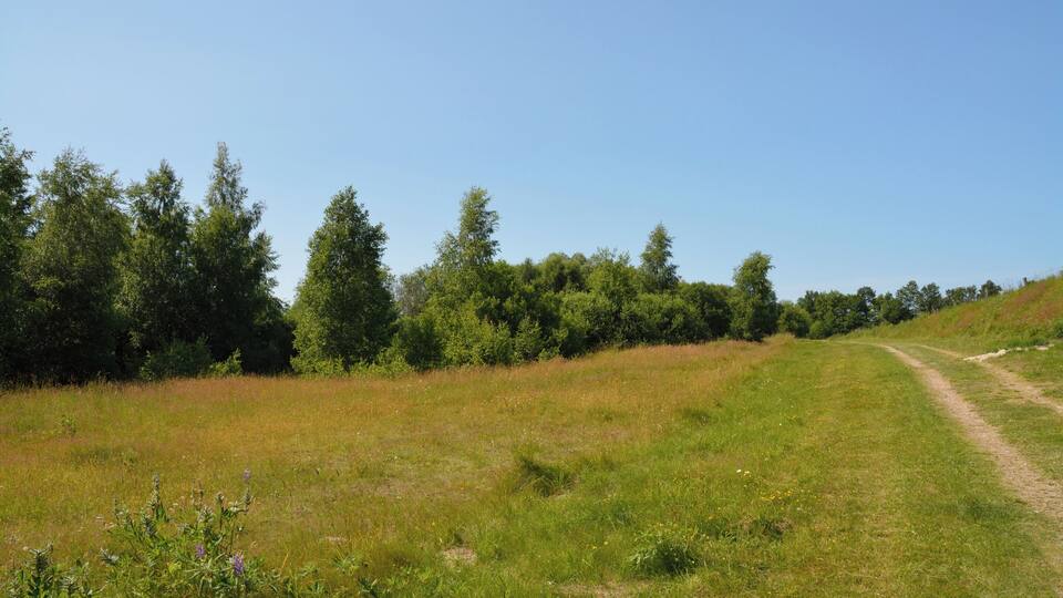 A grassy field with a dirt path leading uphill, surrounded by dense trees.
