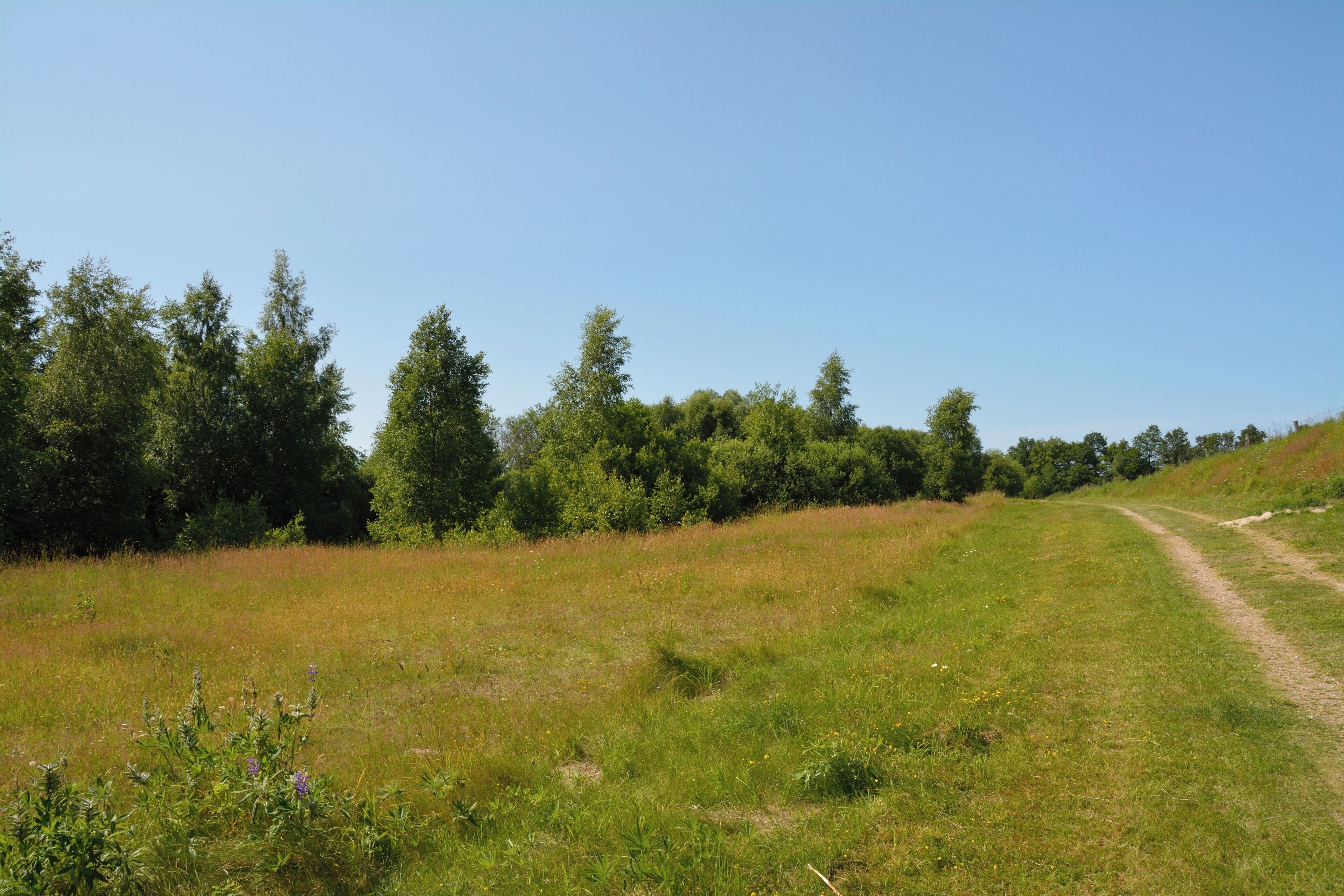 A grassy field with a dirt path leading uphill, surrounded by dense trees.