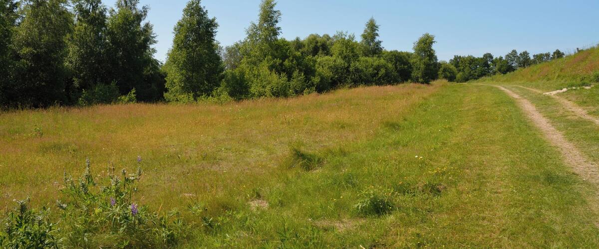 A grassy field with a dirt path leading uphill, surrounded by dense trees.